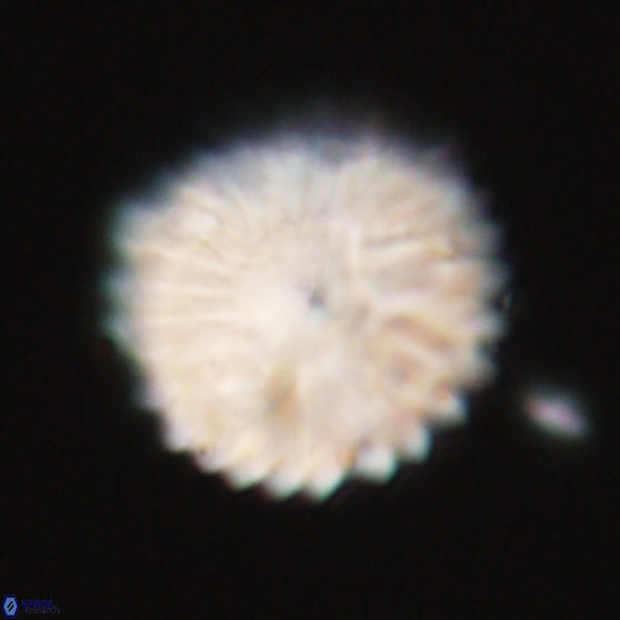 Discoaster multiradiatus 21332