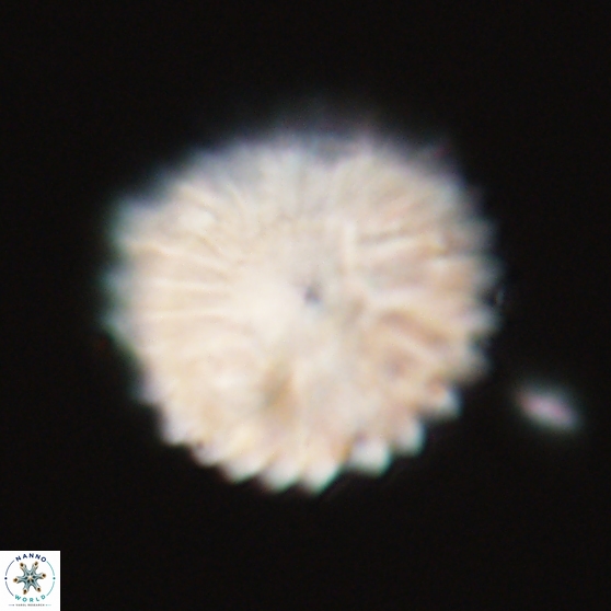 Discoaster multiradiatus 21332