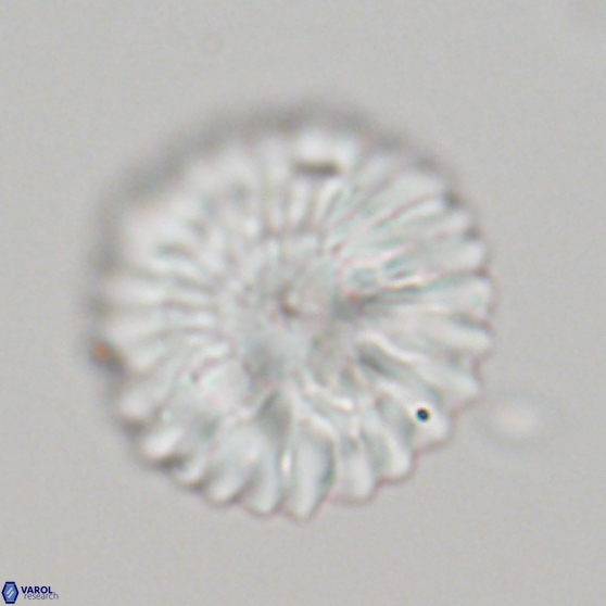 Discoaster multiradiatus 21333