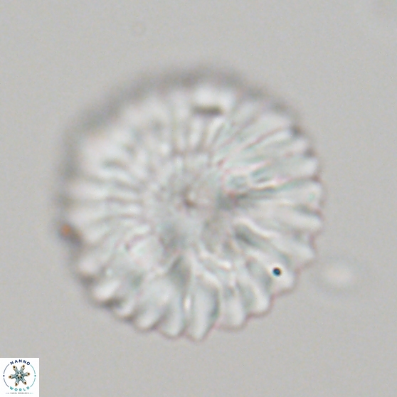Discoaster multiradiatus 21333