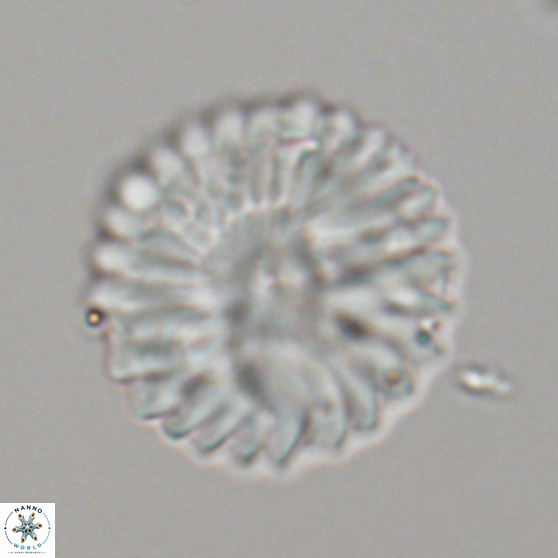 Discoaster multiradiatus 21336