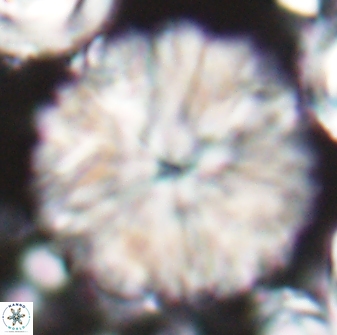 Discoaster multiradiatus 22468