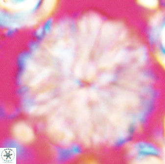 Discoaster multiradiatus 22469