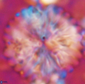 Discoaster multiradiatus 22471