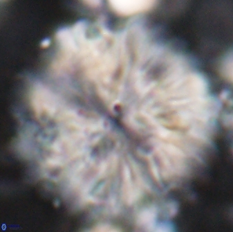 Discoaster multiradiatus 22472