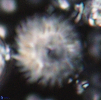 Discoaster multiradiatus 22569