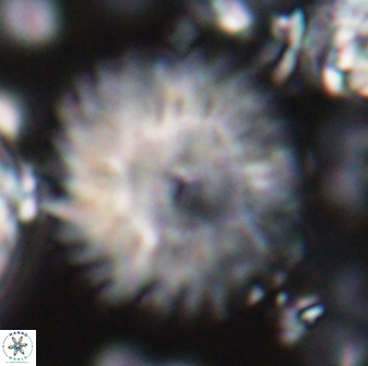 Discoaster multiradiatus 22569