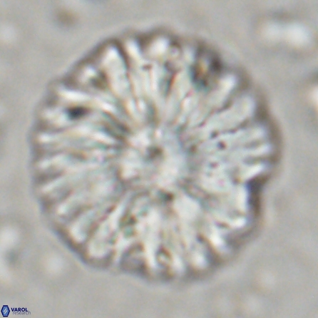 Discoaster multiradiatus 43407