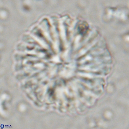 Discoaster multiradiatus 43408