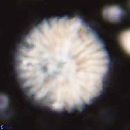 Discoaster multiradiatus 43410