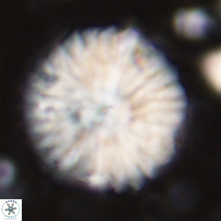 Discoaster multiradiatus 43410