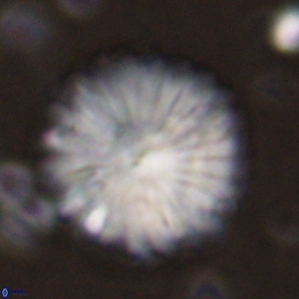 Discoaster multiradiatus 43717