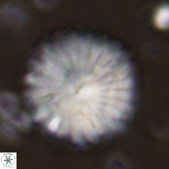 Discoaster multiradiatus 43717