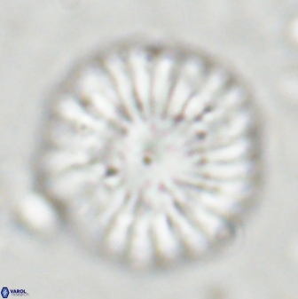 Discoaster multiradiatus 43719