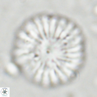 Discoaster multiradiatus 43719
