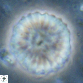 Discoaster multiradiatus 43722