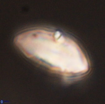 Discoaster multiradiatus 43912
