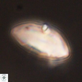 Discoaster multiradiatus 43912