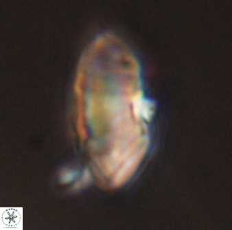 Discoaster multiradiatus 43915