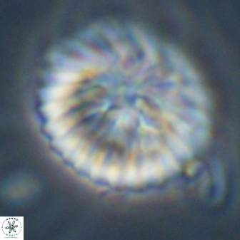 Discoaster multiradiatus 43920