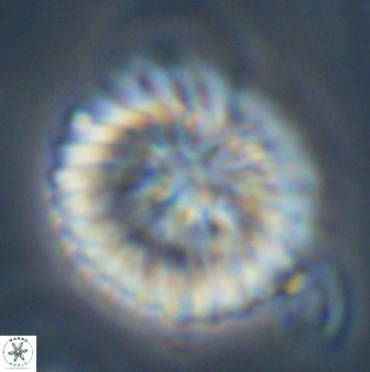 Discoaster multiradiatus 43921