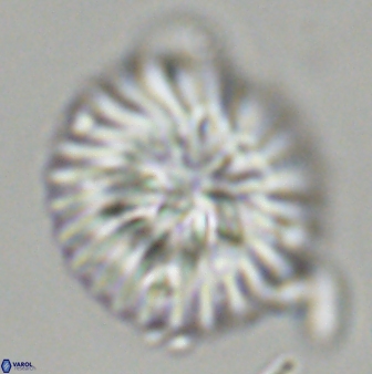 Discoaster multiradiatus 43923