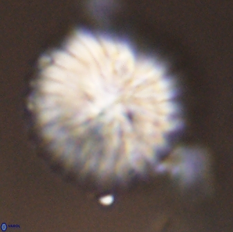Discoaster multiradiatus 43924