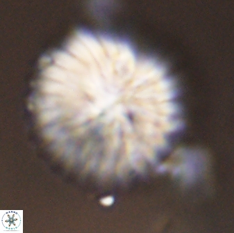 Discoaster multiradiatus 43924