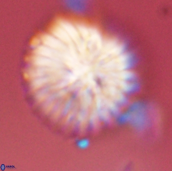 Discoaster multiradiatus 43926