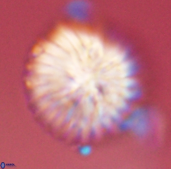 Discoaster multiradiatus 43927