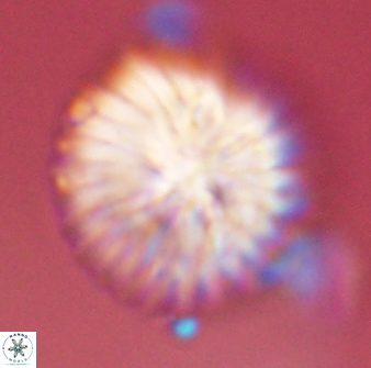 Discoaster multiradiatus 43927