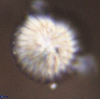 Discoaster multiradiatus 43928