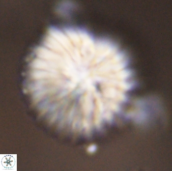Discoaster multiradiatus 43928