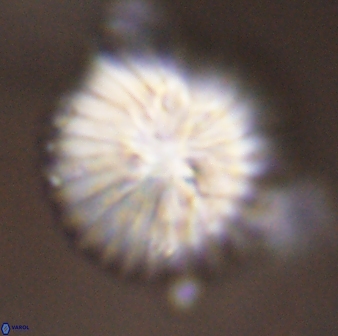 Discoaster multiradiatus 43929
