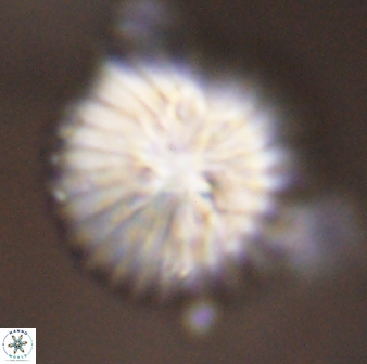 Discoaster multiradiatus 43929