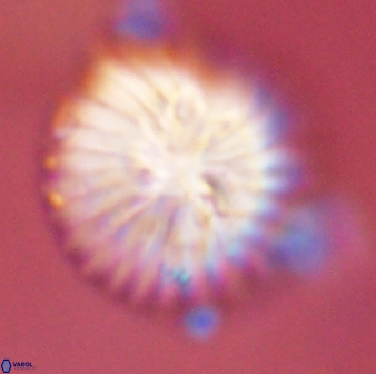 Discoaster multiradiatus 43930