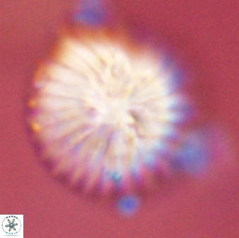 Discoaster multiradiatus 43930