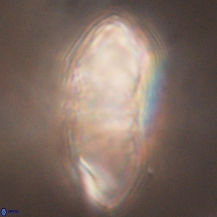 Discoaster multiradiatus 43931