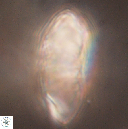 Discoaster multiradiatus 43931