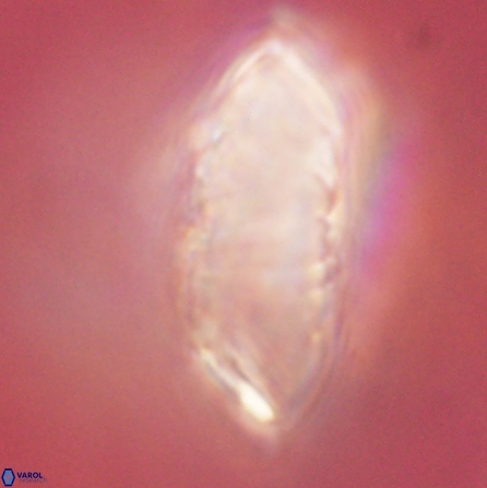 Discoaster multiradiatus 43933
