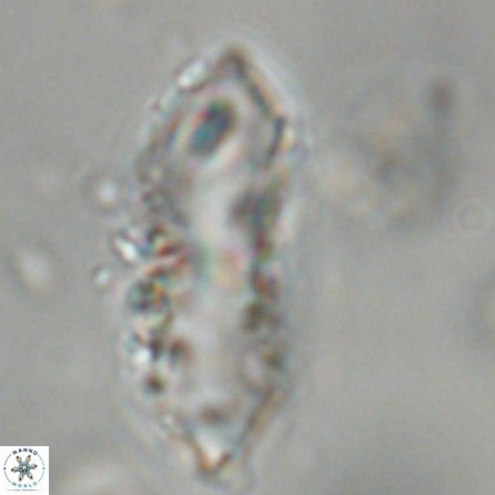 Discoaster multiradiatus 43935