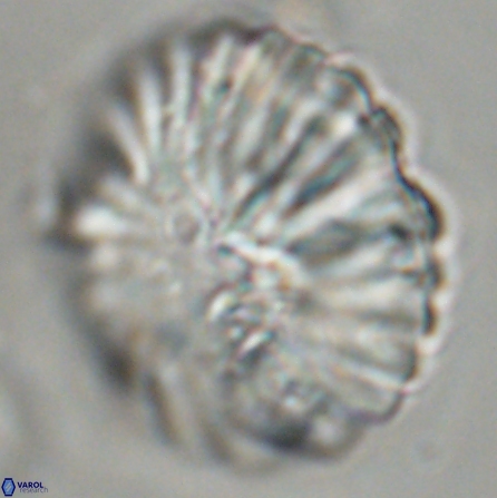 Discoaster multiradiatus 43937