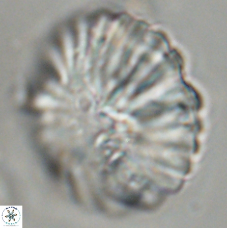 Discoaster multiradiatus 43937