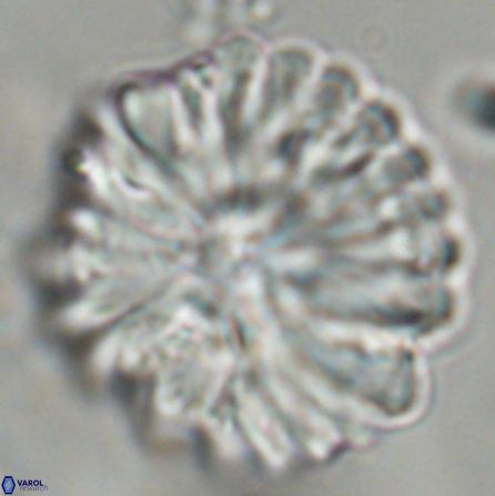 Discoaster multiradiatus 43938
