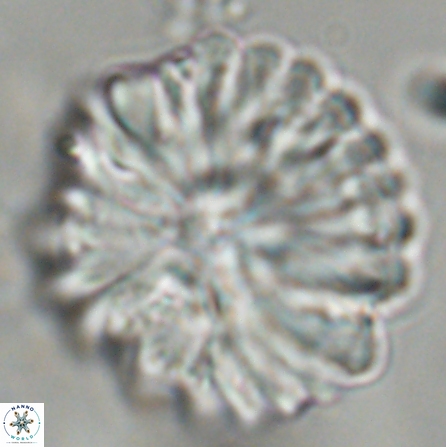 Discoaster multiradiatus 43938