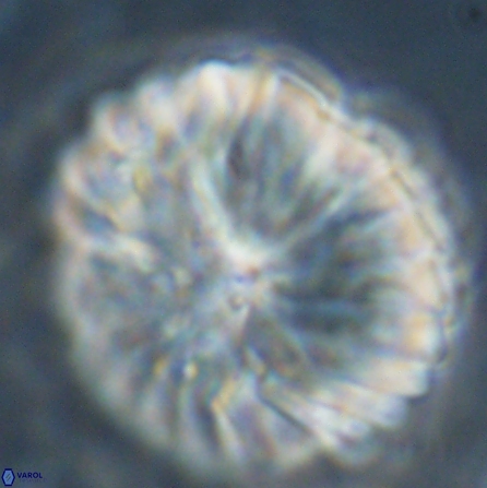 Discoaster multiradiatus 43940