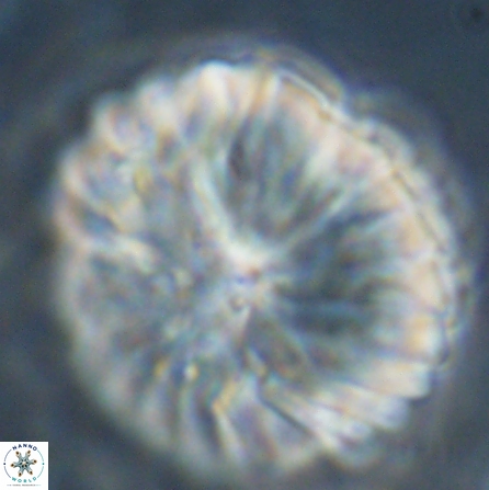 Discoaster multiradiatus 43940