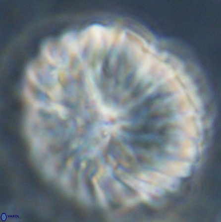 Discoaster multiradiatus 43941
