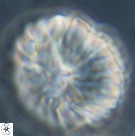 Discoaster multiradiatus 43941