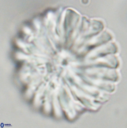 Discoaster multiradiatus 43942